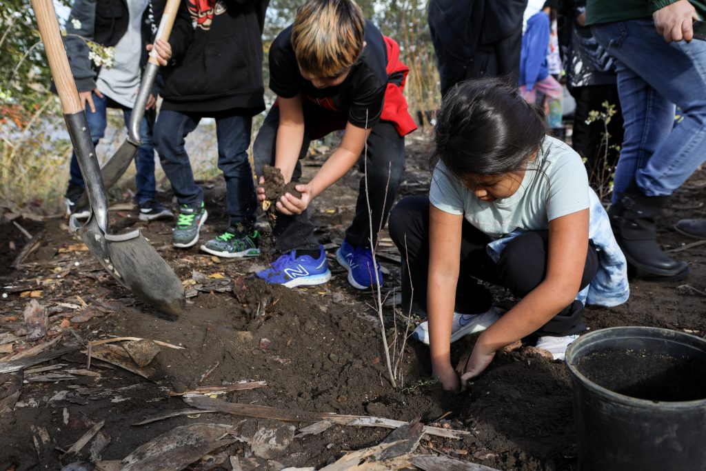 In sn’pink’tn (Penticton), elementary students from Outma Sqilx’w Cultural School plant trees and shrubs near a fish passage site by Okanagan Lake Dam on Nov. 7. Photo by Aaron Hemens