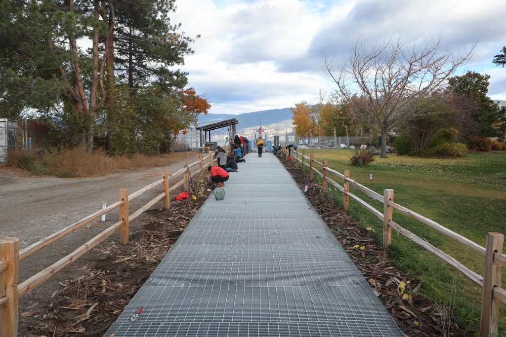 Community members plant trees and shrubs in the land surrounding the fish passage site at Okanagan Lake Dam in sn’pink’tn (Penticton) on Nov. 7. Photo by Aaron Hemens