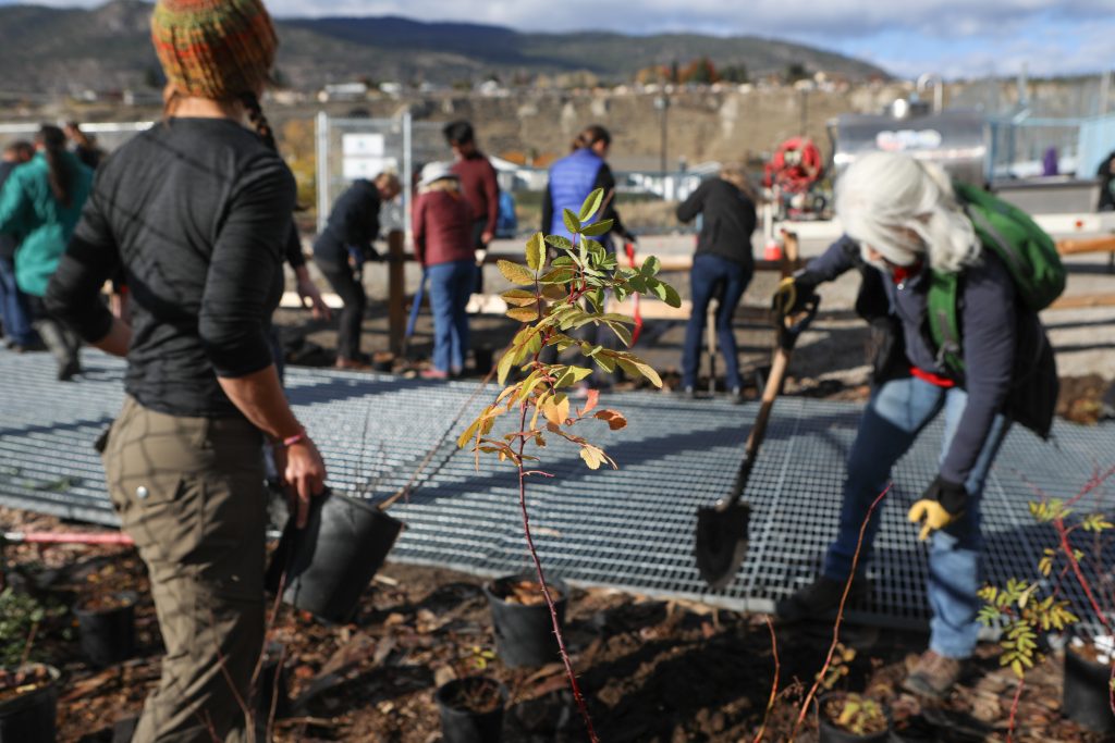 Community members plant trees and shrubs in the land around a fish passage channel at the Okanagan Lake Dam in sn’pink’tn (Penticton) on Nov. 7. Photo by Aaron Hemens