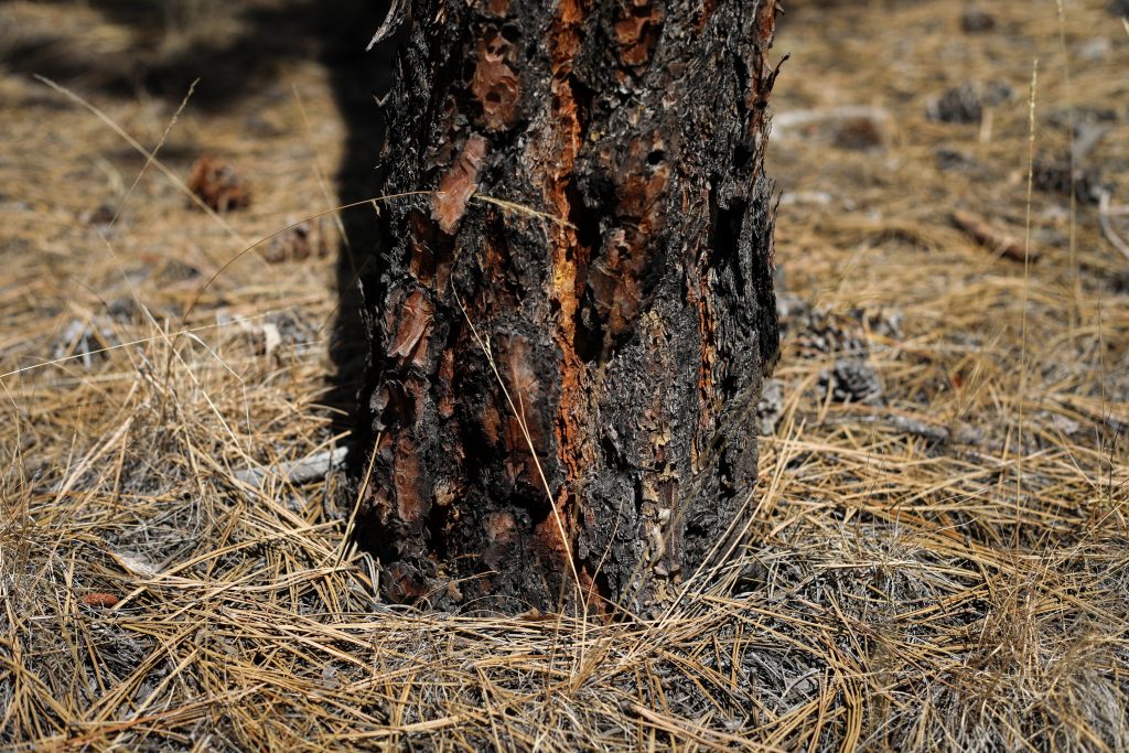 Thick layers of needle droppings from trees have accumulated in an area that Joe Gilchrist had applied fire to the land years ago. Photo by Aaron Hemens