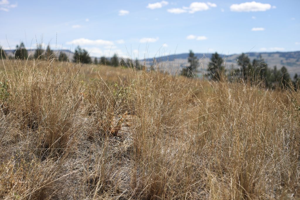 Large swathes of grassland, with fewer trees than today, were once the dominant landscape of the Nicola Valley, Gilchrist said. Photo by Aaron Hemens