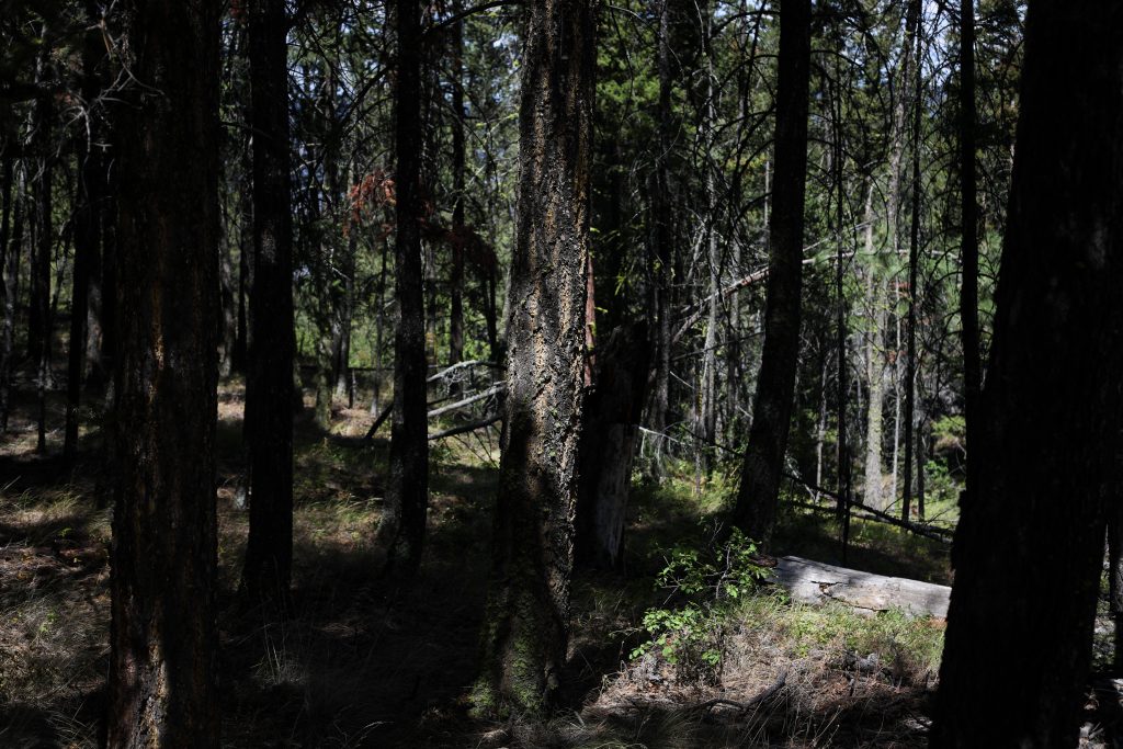 The thick forest by Fox Farm Road near ‘Merritt’ pictured on July 16, has not been treated with fire for nearly 20 years, Gilchrist says. Photo by Aaron Hemens