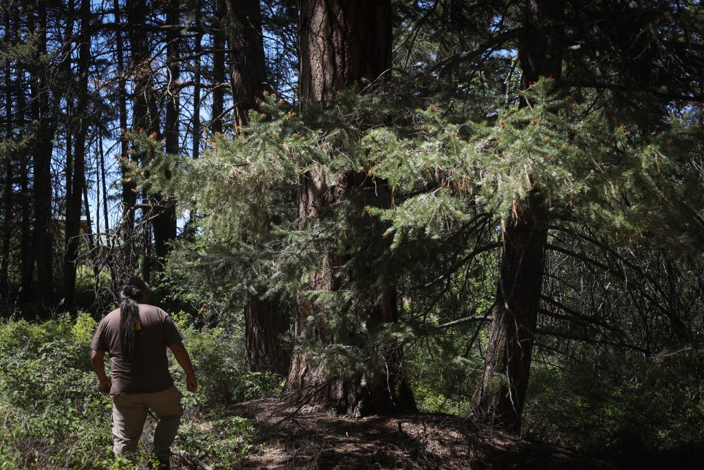 Joe Gilchrist walks through a forest near Fox Farm Road near ‘Merritt’ on July 16. Photo by Aaron Hemens