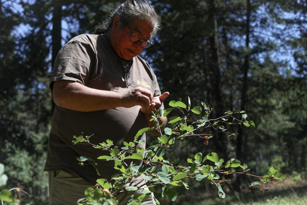 Joe Gilchrist harvests berries from a bush in a forest near Fox Farm Road in the homelands of the Nlakaʼpamux and syilx Nations, on July 16. Photo by Aaron Hemens