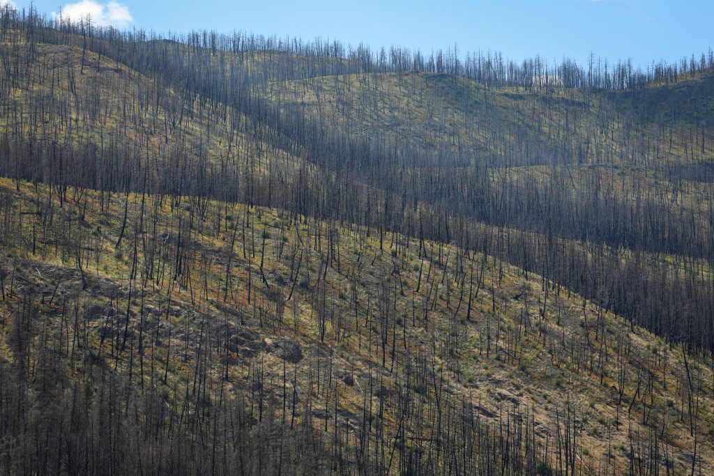 Burnt trees from the 2021 Lytton Fire are pictured along the hills of a mountainside above the Nicola River, in the homelands of the Nlakaʼpamux and syilx Nations, on July 16. Photo by Aaron Hemens