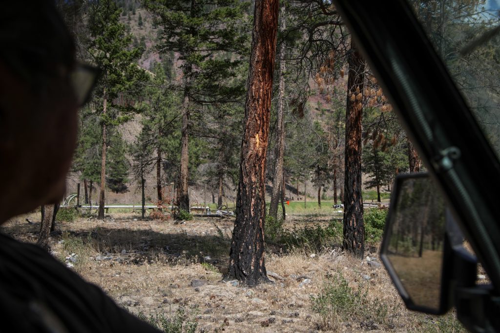 Joe Gilchrist drives by a woodland he once treated with fire near his sister’s home on the Nooatich Indian Reserve on July 16. Photo by Aaron Hemens