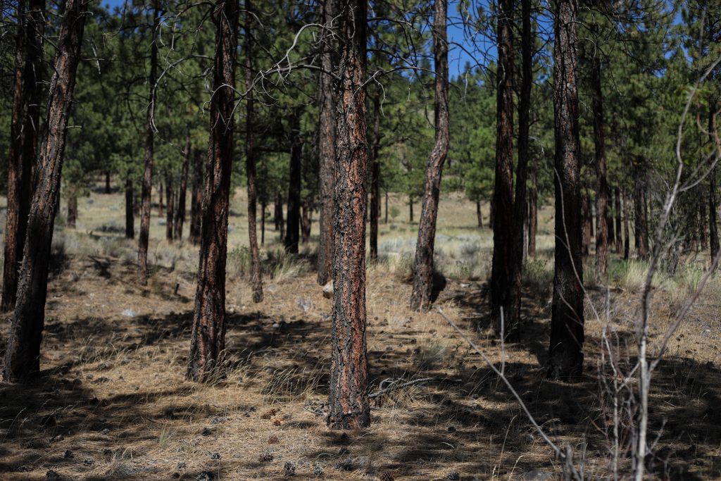 A forest in ‘Merritt’ previously treated with prescribed burns is seen on July 16 in the homelands of the Nlakaʼpamux and syilx Nations. Photo by Aaron Hemens