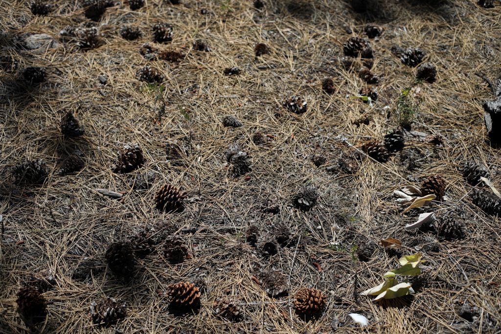 Pine cones and needle droppings from trees have accumulated on the land’s surface over the years in this northern area of ‘Merritt,’ where Gilchrist did a prescribed burn nearly two decades ago. Photo by Aaron Hemens