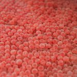 A closeup of eyed chinook salmon eggs transferred from the Chief Joseph Hatchery on Jan. 8, now stored in an incubator at the Okanagan Nation Alliance’s kł cp̓əlk̓ stim̓ Hatchery in snpink'tn (Penticton). As salmon grow in their eggs, the dark spots of their eyes become visible through its shell – a stage early in their development known as the “eyed eggs” period. Photo by Aaron Hemens