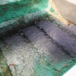 Baby chinook salmon swim in a raceway at the Okanagan Nation Alliance’s kł cp̓əlk̓ stim̓ Hatchery in snpink'tn (Penticton) on Jan. 16. Photo by Aaron Hemens