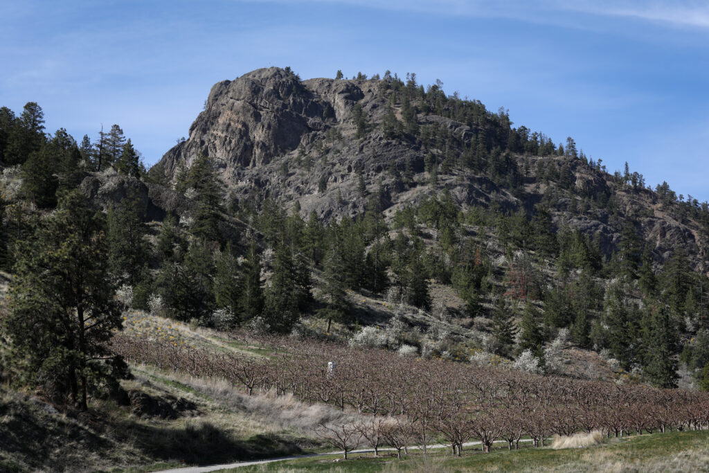 ackɬt’pus (Giant’s Head Mountain), in the District of Summerland in syilx territory. Photo by Aaron Hemens