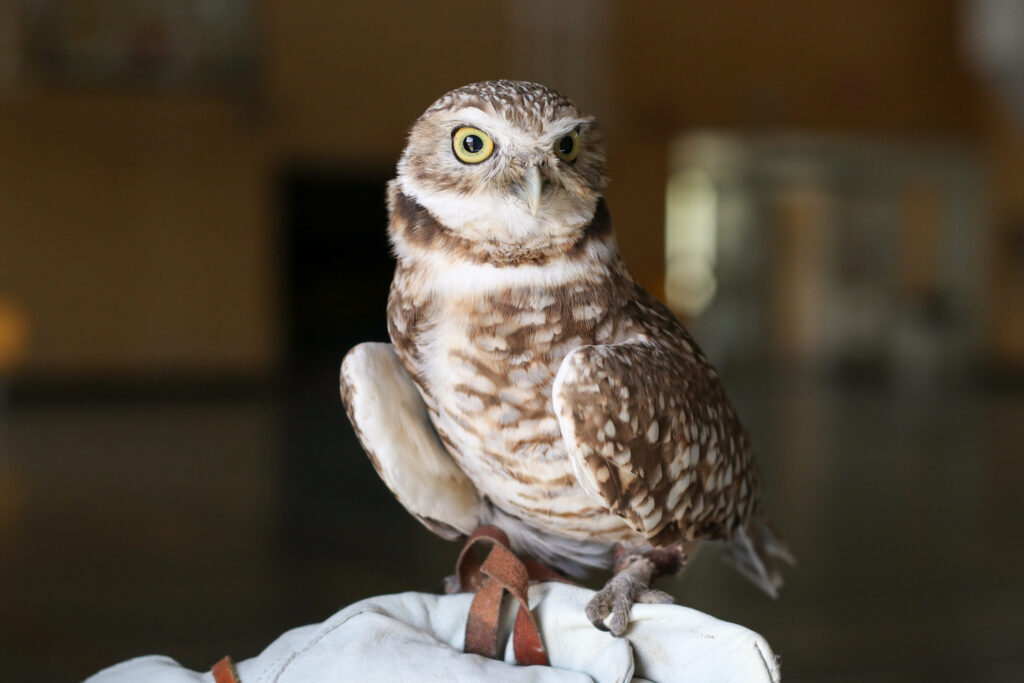 Pluto, an 11-year-old educational burrowing owl with the Burrowing Owl Conservation Society of BC, is pictured at N’kwala School’s gym in spax̌mn (Douglas Lake), B.C., on April 22, 2026. Photo by Aaron Hemens