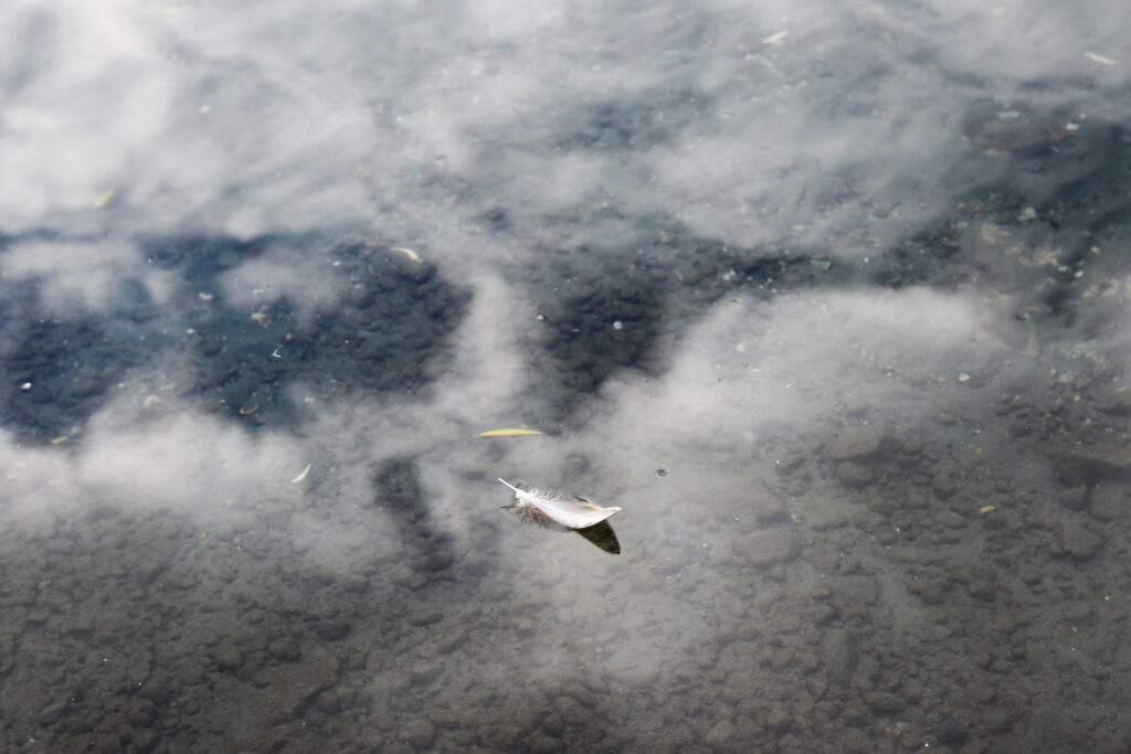 The waters of k’nmalka (Kalamalka) Lake in syilx Okanagan territory, in 2024. Photo by Aaron Hemens