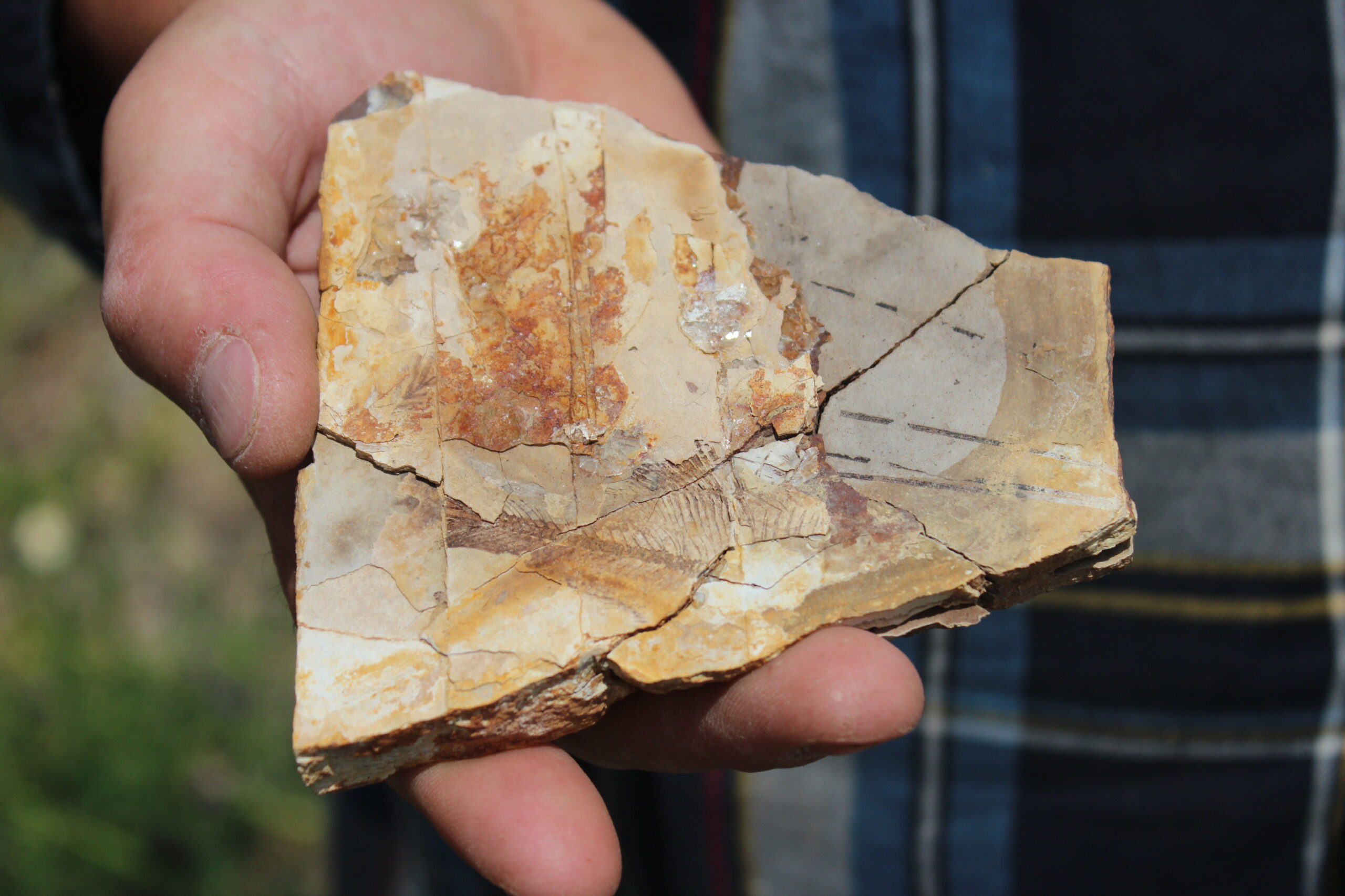 Secwépemc stewards preserve culture, history of a 53-million-year-old forest
