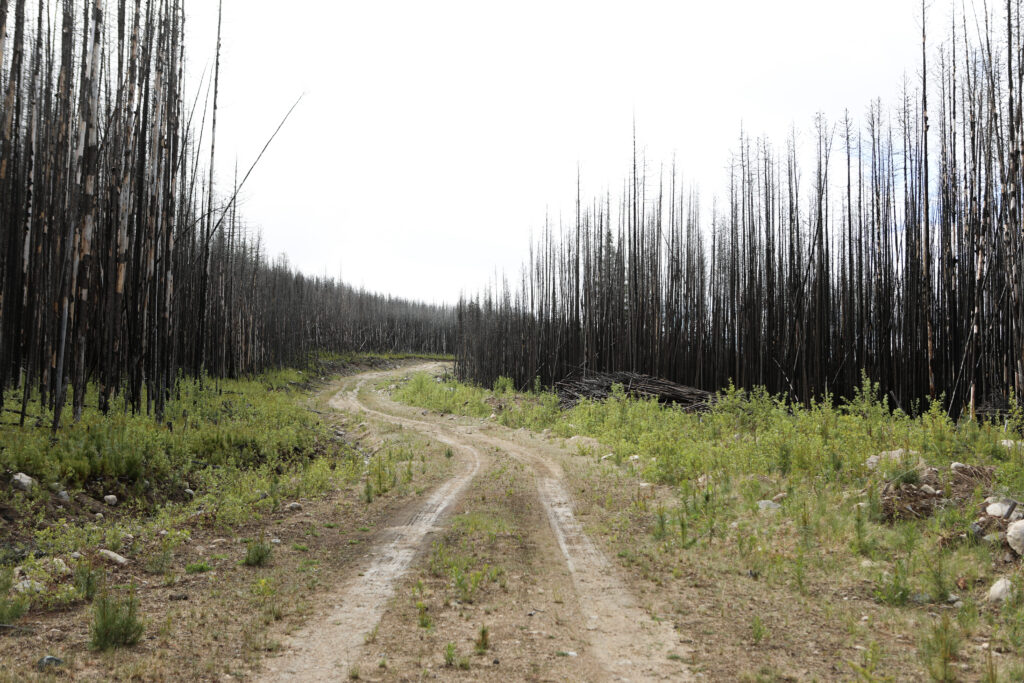 A road through the site of a wildfire restoration project in Osoyoos Indian Band land, pictured on June 10, 2026. Photo by Aaron Hemens