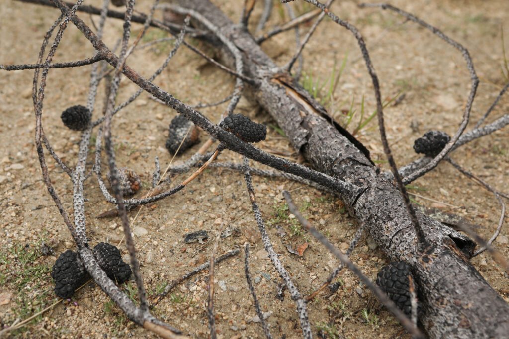 A burned and dead lodgepole pine tree is pictured at the site of a wildfire restoration project in on Osoyoos Indian Band homelands on June 10, 2026. Photo by Aaron Hemens