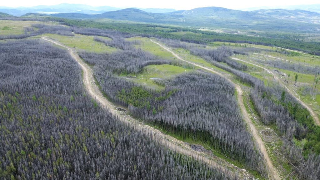 An aerial view of forestry in Osoyoos Indian Band homelands in syilx territory on June 10, 2026, showing the impacts of the 2021 Nk'Mip Creek Wildfire.  The pictured site is one of two locations for a wildfire restoration project being led by the First Nation's forestry department. Photo by Aaron Hemens
