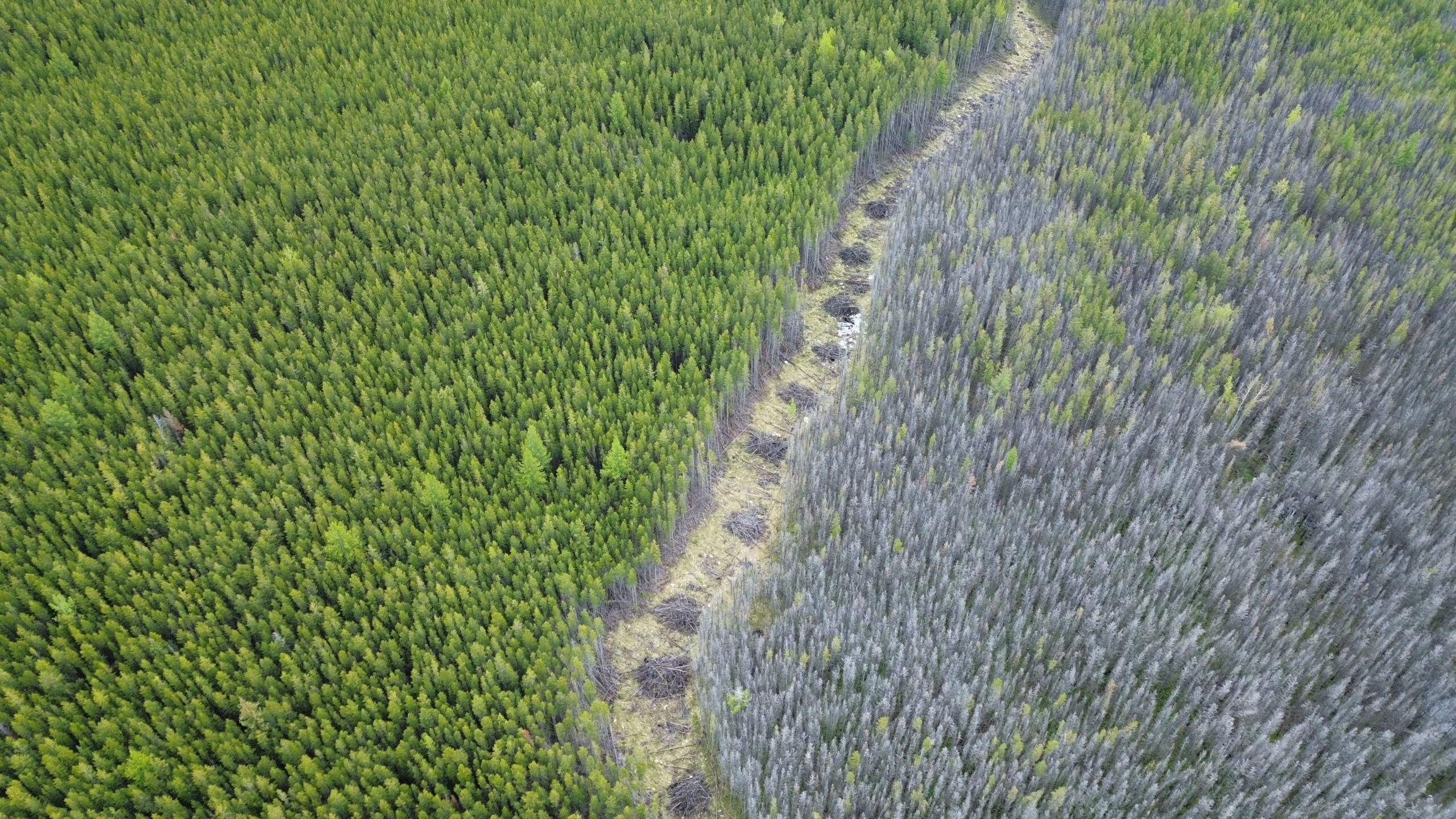 Osoyoos Indian Band set to restore native plants, species in wildfire-ravaged forests