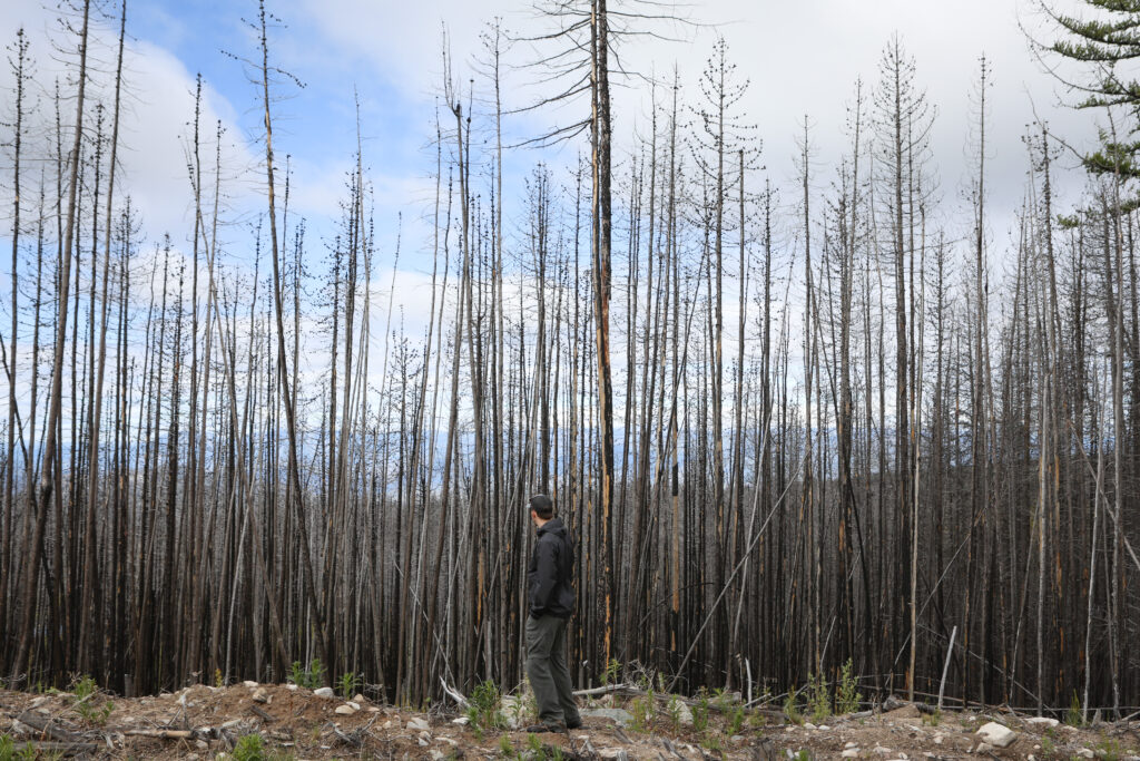 Peter Flett, the head of forestry operations at Nk’Mip Forestry, is pictured on June 10, 2026, at the site of a wildfire restoration project that he is helping to support on Osoyoos Indian Band homelands. Photo by Aaron Hemens