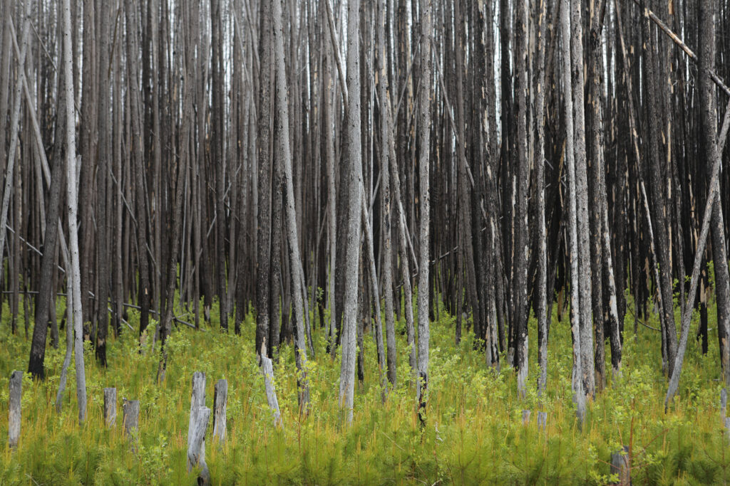 Young lodgepole pine trees are pictured on June 10, 2026, against the backdrop of an Osoyoos Indian Band forest impacted by the 2021 Nk'Mip Wildfire. Photo by Aaron Hemens