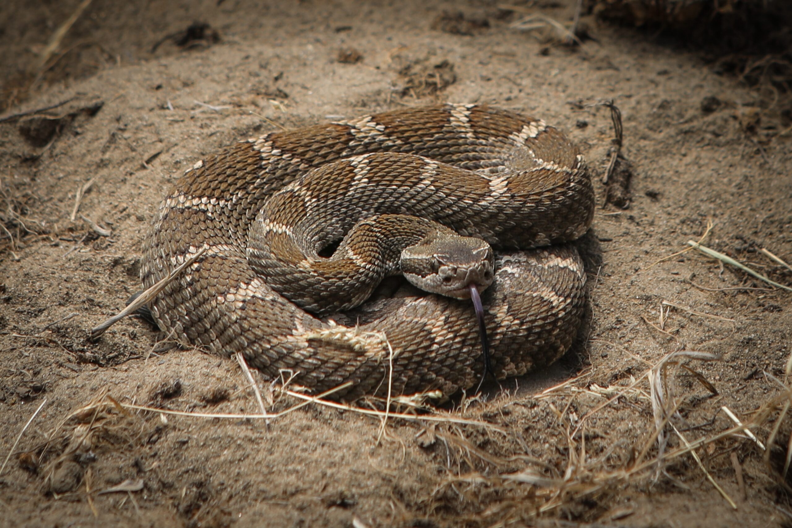 In the Okanagan desert, snakes offer lessons on protecting a fragile ecosystem