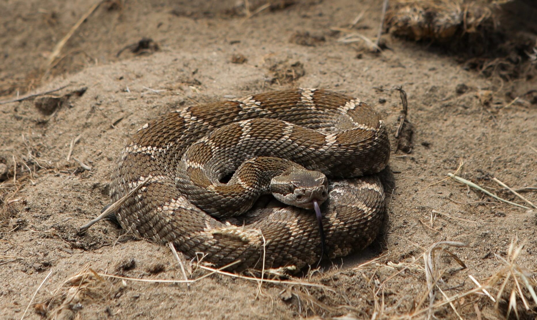 In the Okanagan desert, snakes offer lessons on protecting a fragile ecosystem